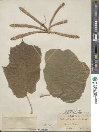 Pterospermum acerifolium image