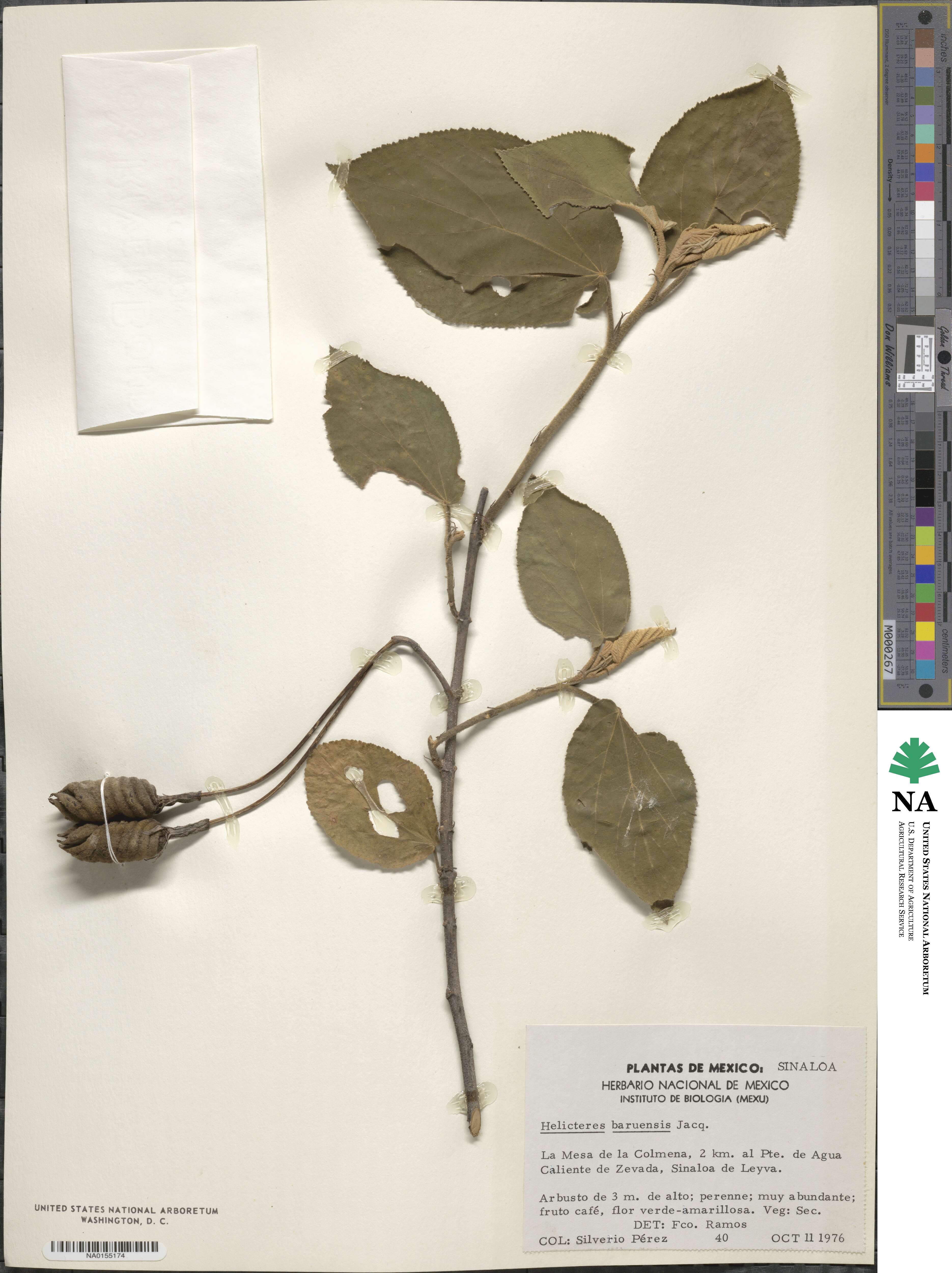Helicteres baruensis image