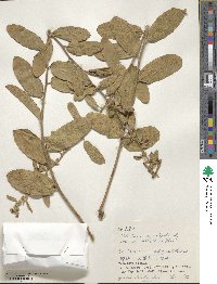 Helicteres angustifolia image
