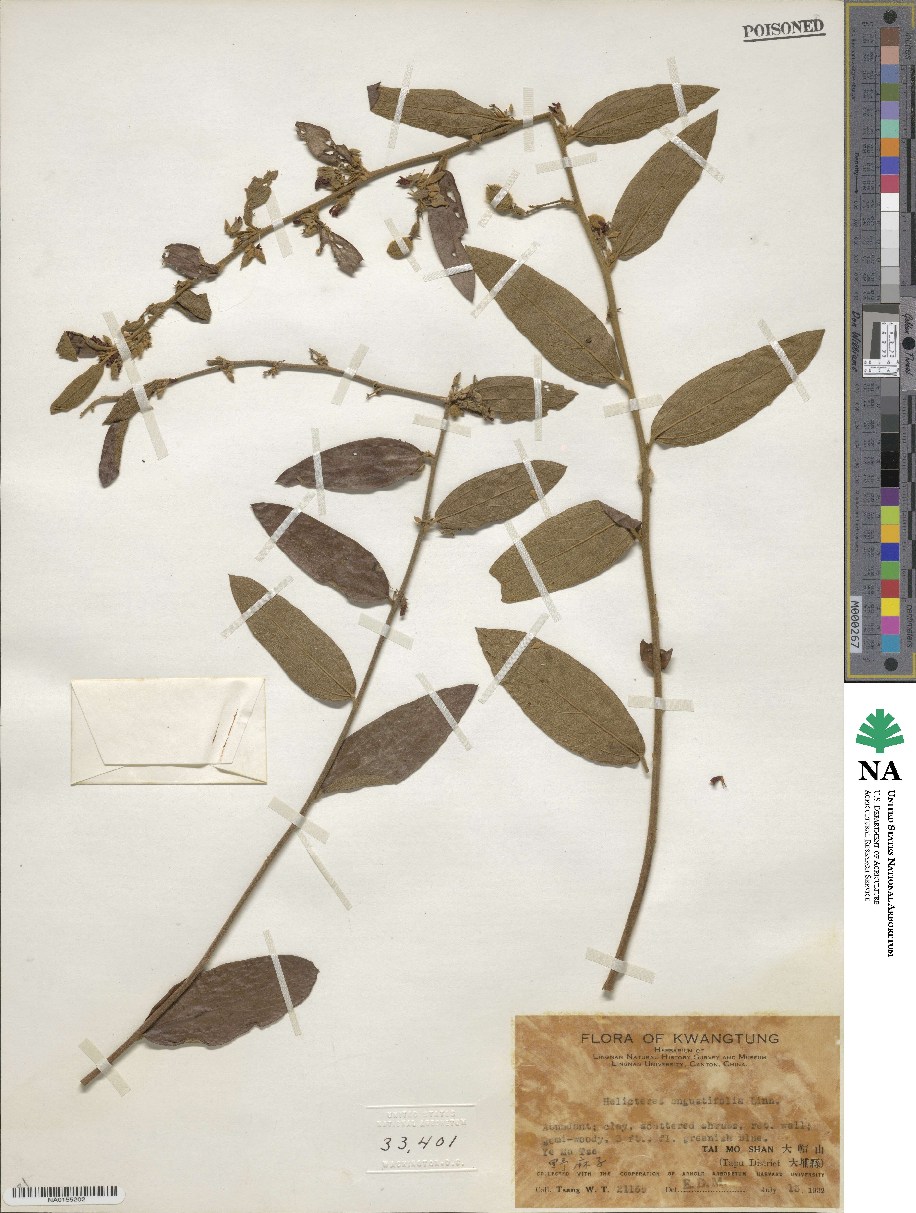 Helicteres angustifolia image