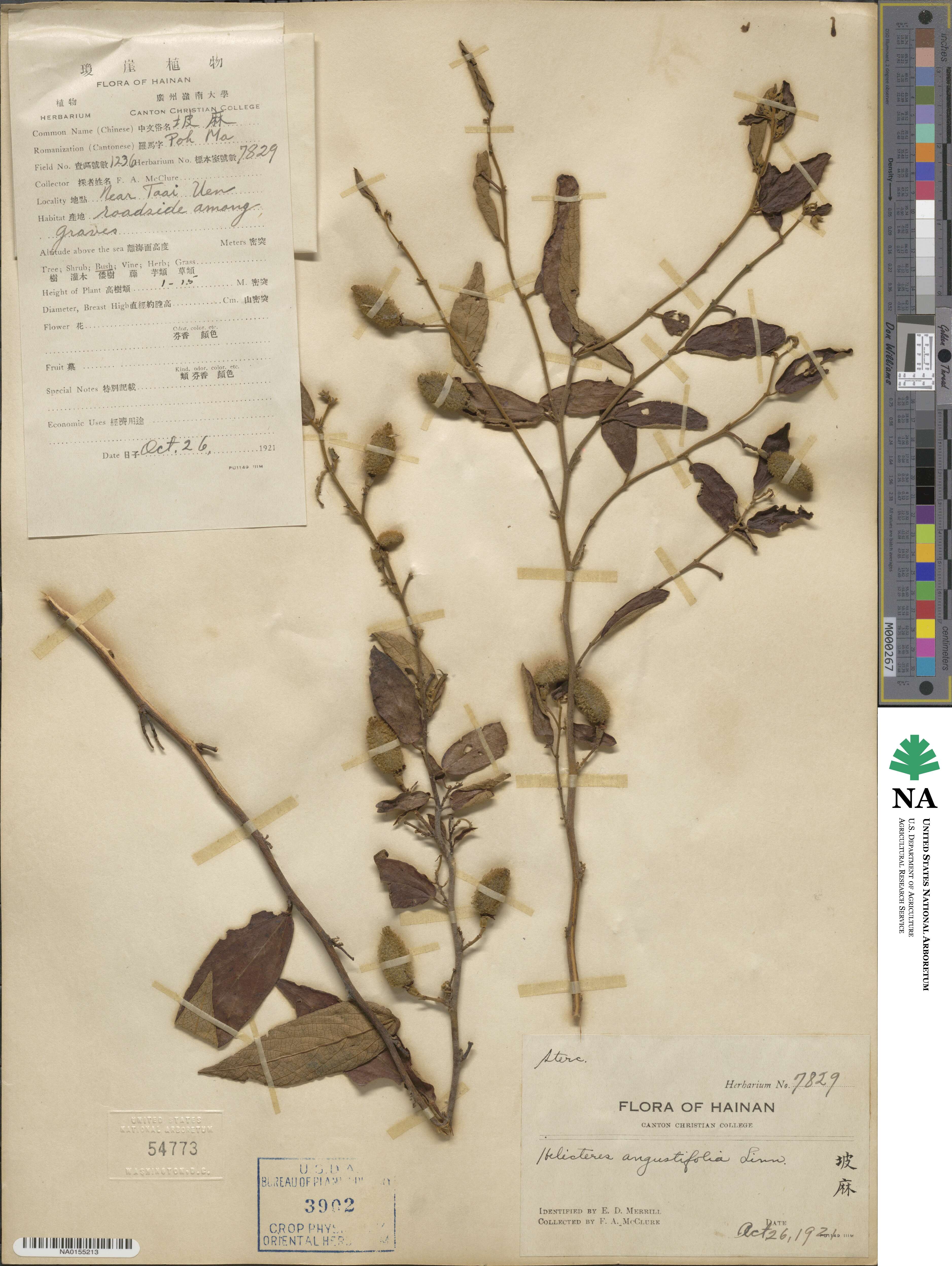 Helicteres angustifolia image