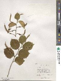 Helicteres isora image