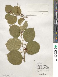 Helicteres isora image