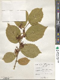 Helicteres isora image