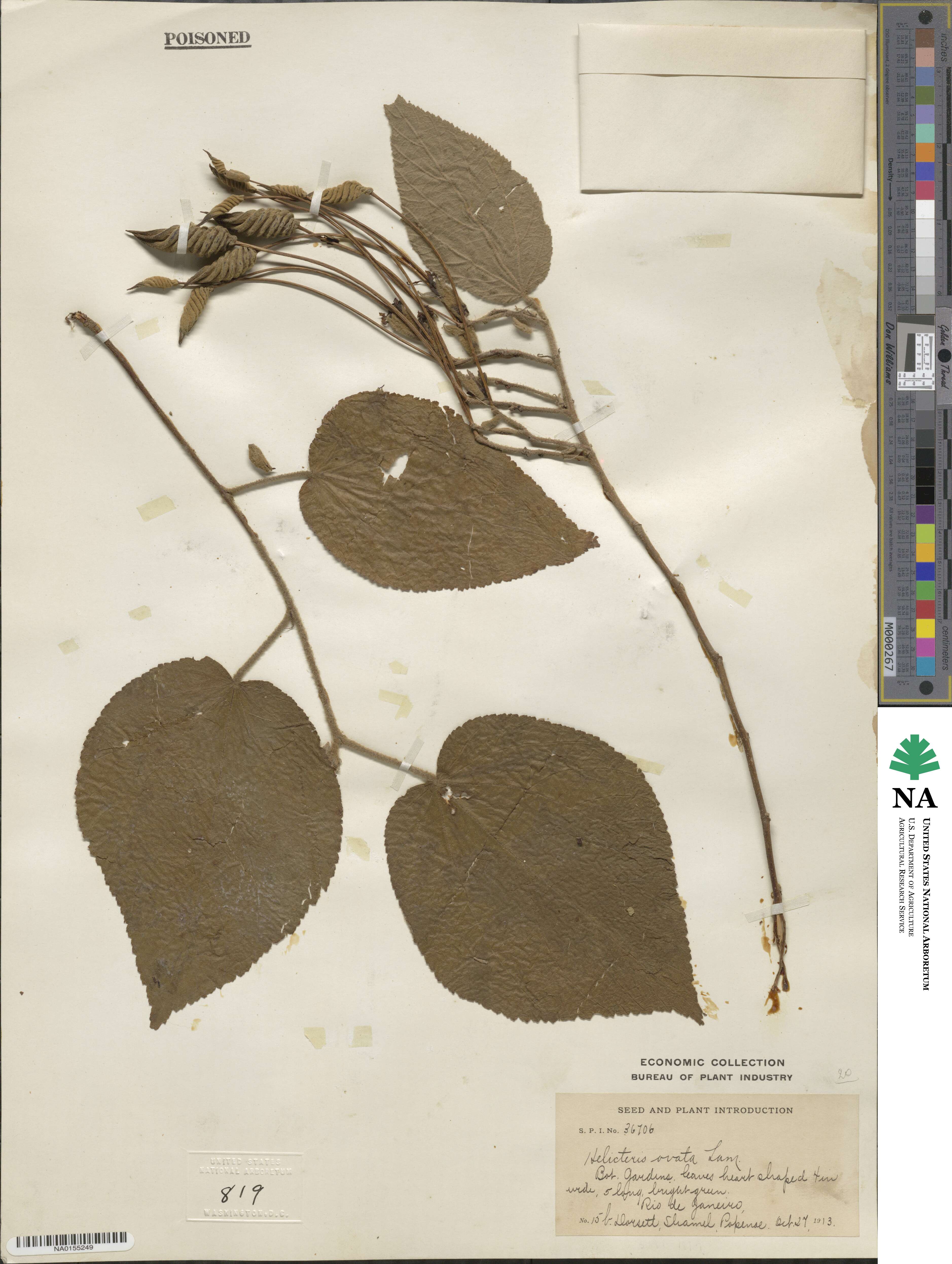 Helicteres ovata image