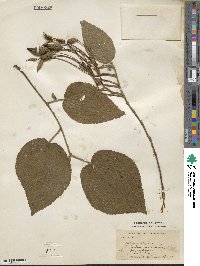 Image of Helicteres ovata