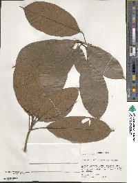 Sterculia tessmannii image