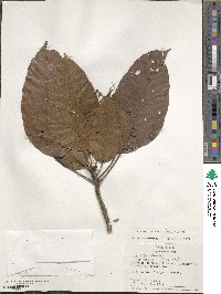 Sterculia tessmannii image