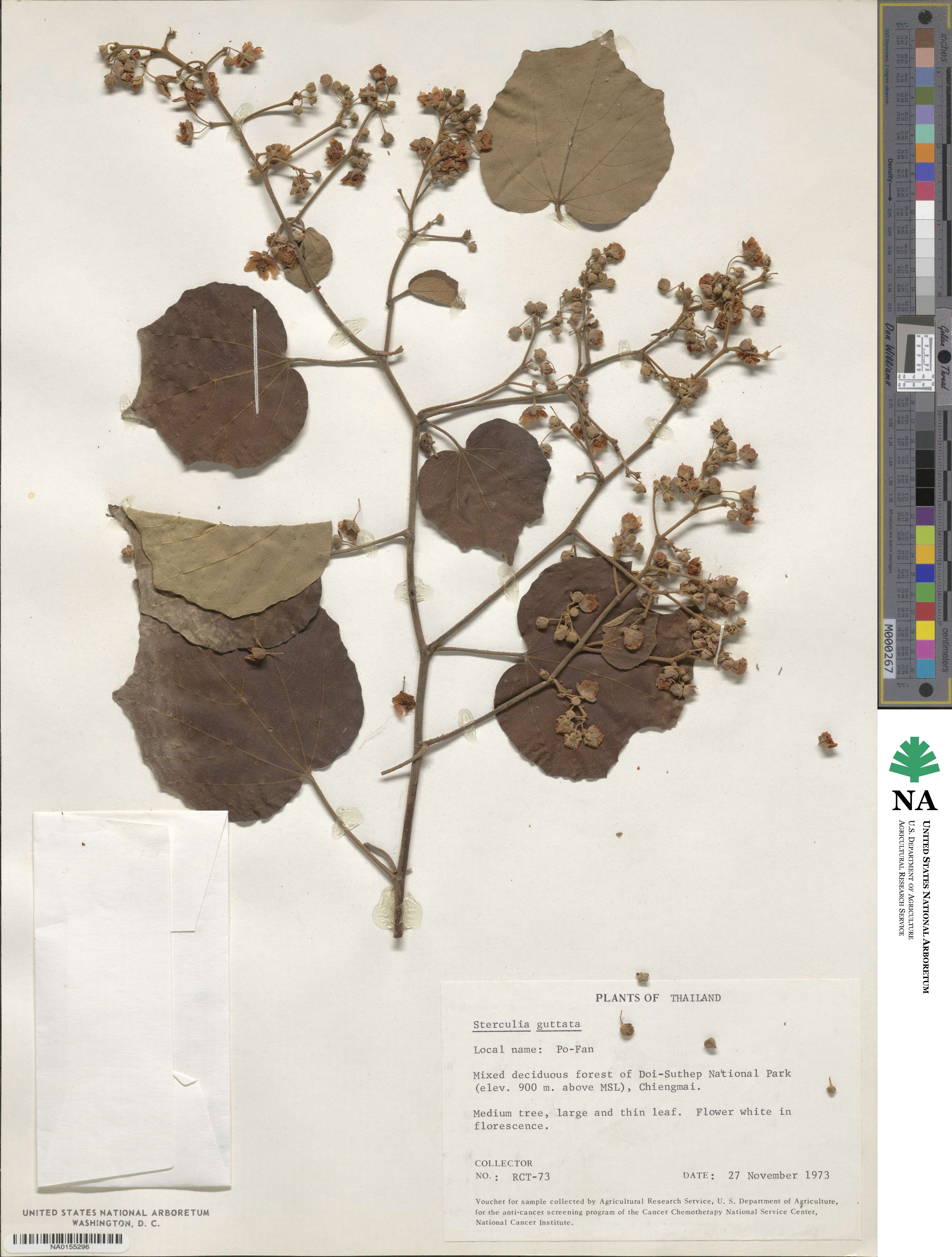 Sterculia guttata image