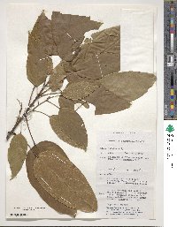 Image of Franciscodendron laurifolium