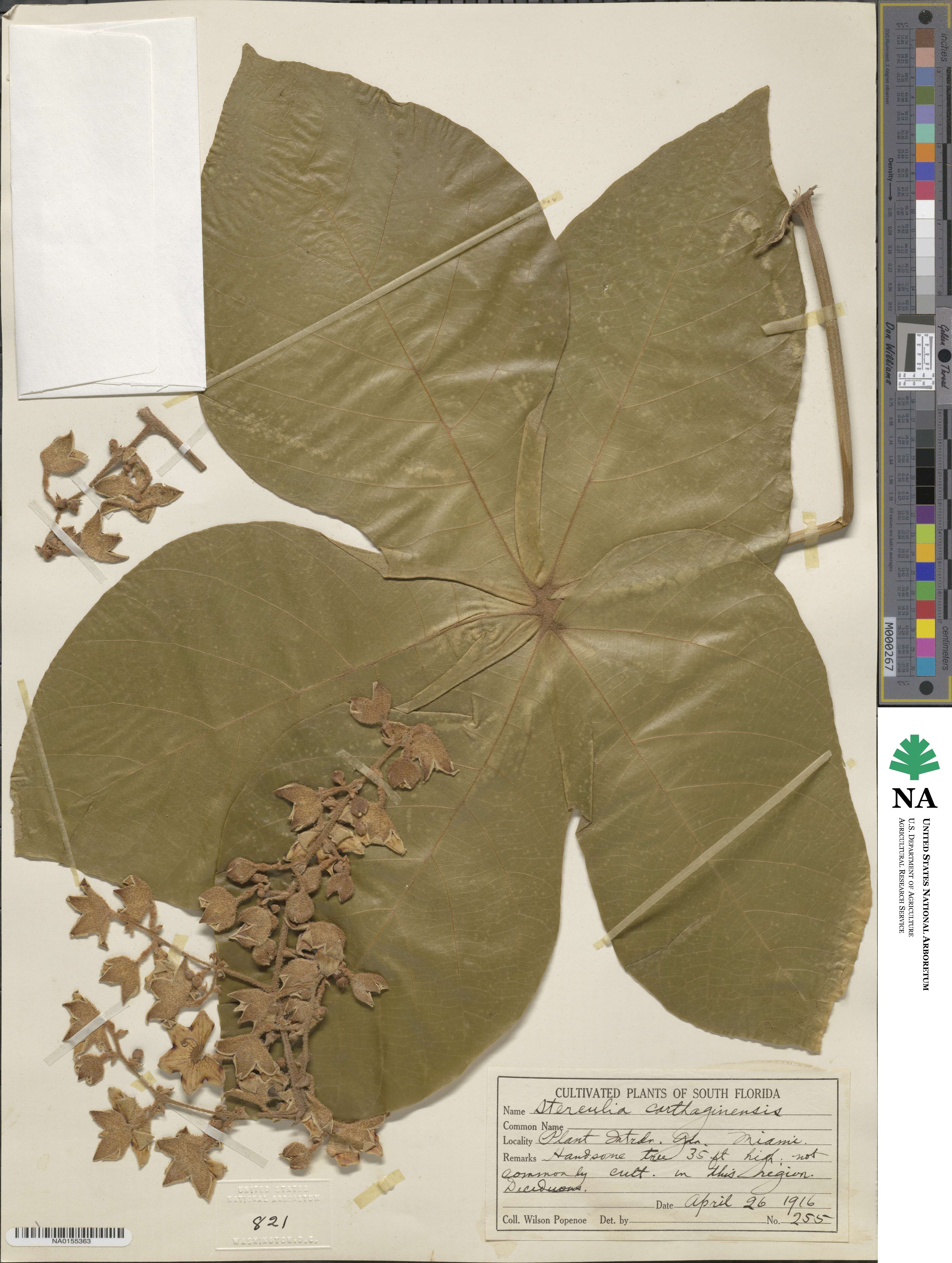 Sterculia apetala image