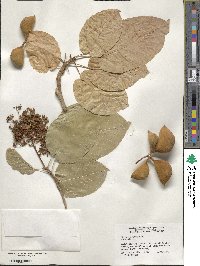 Sterculia ceramica image