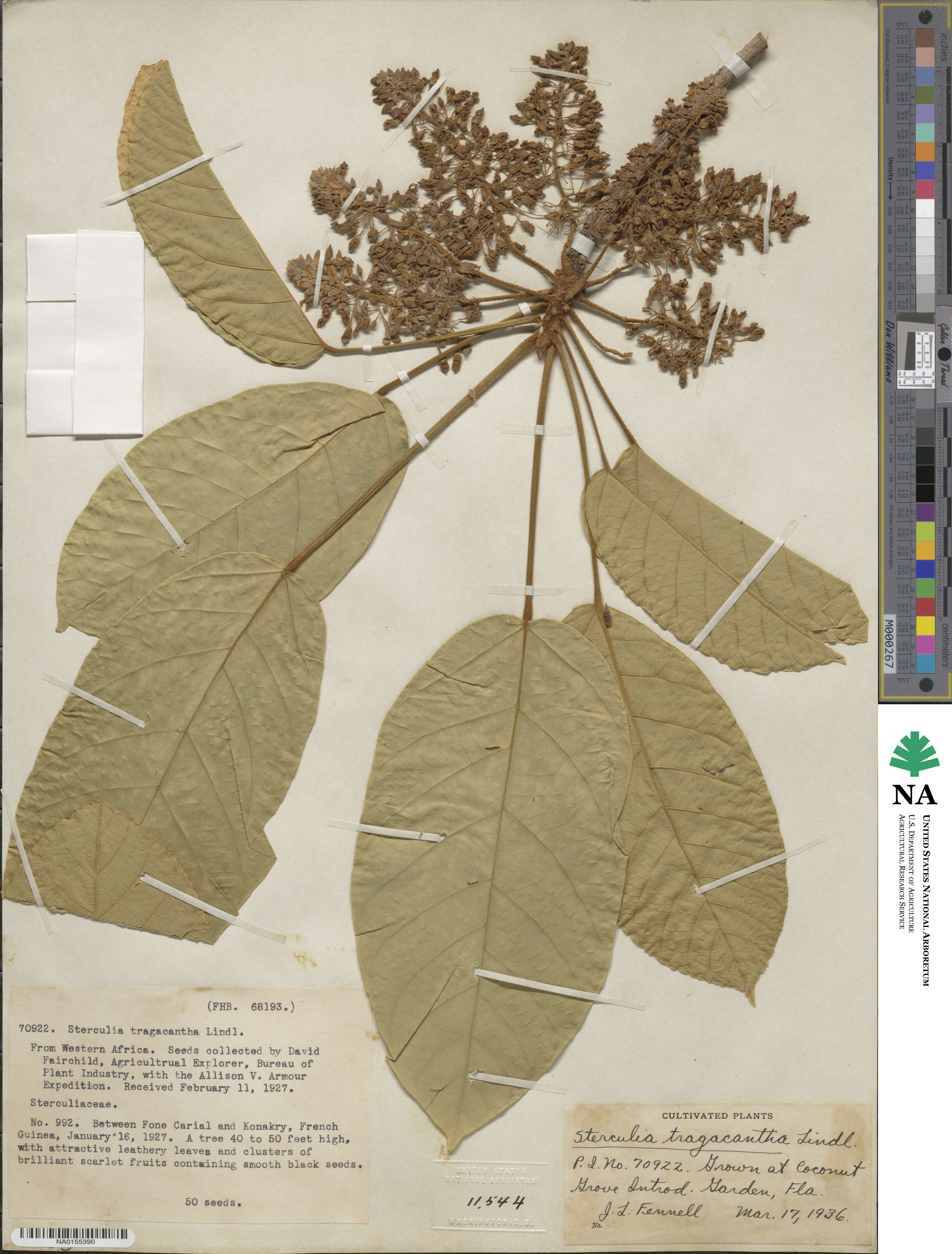 Sterculia image