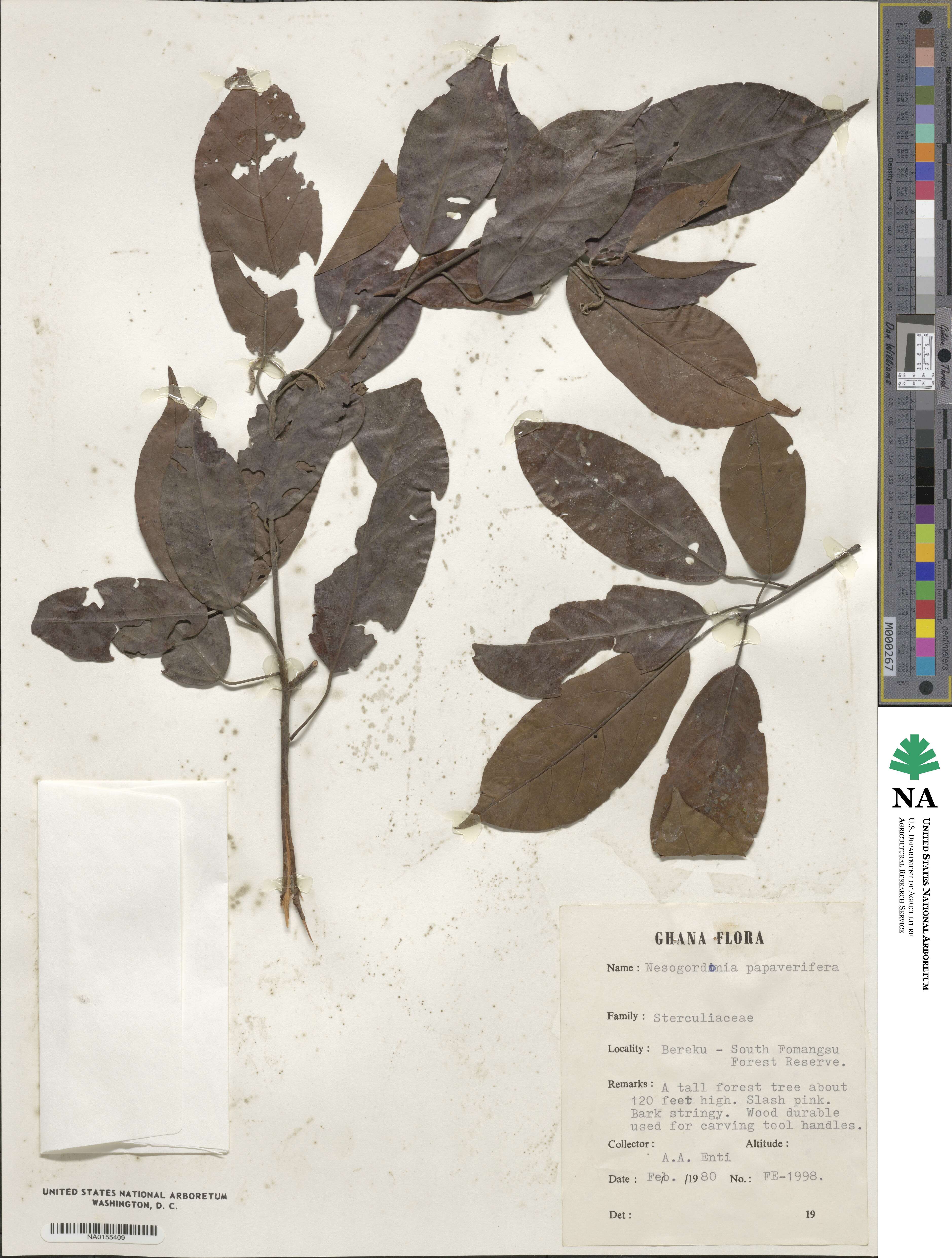 Nesogordonia image