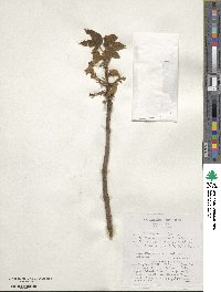 Brachychiton discolor image