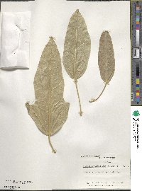 Brachychiton acerifolius image