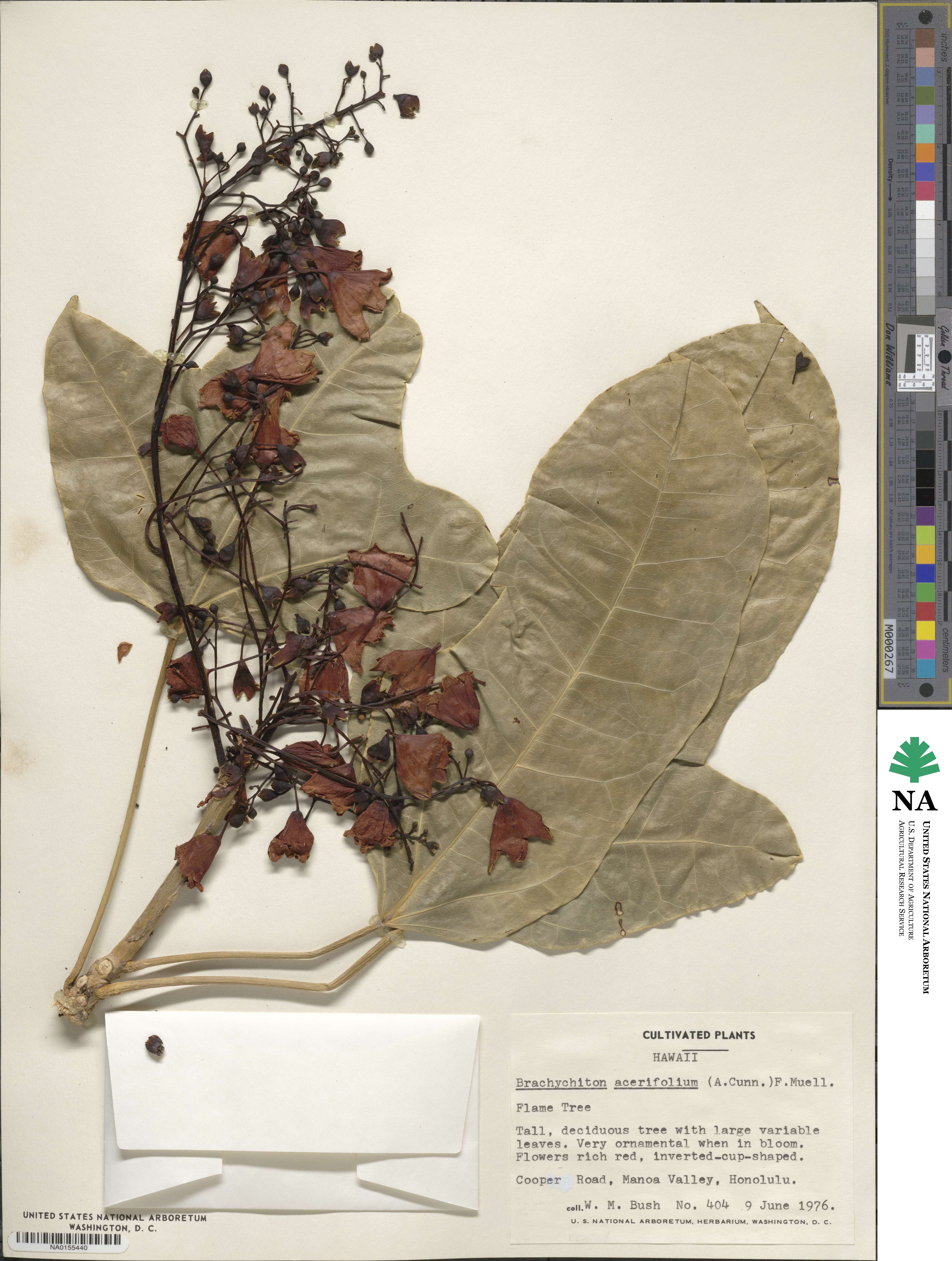 Brachychiton acerifolius image