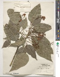 Brachychiton acerifolius image