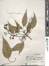 Brachychiton acerifolius image