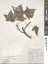 Brachychiton discolor image