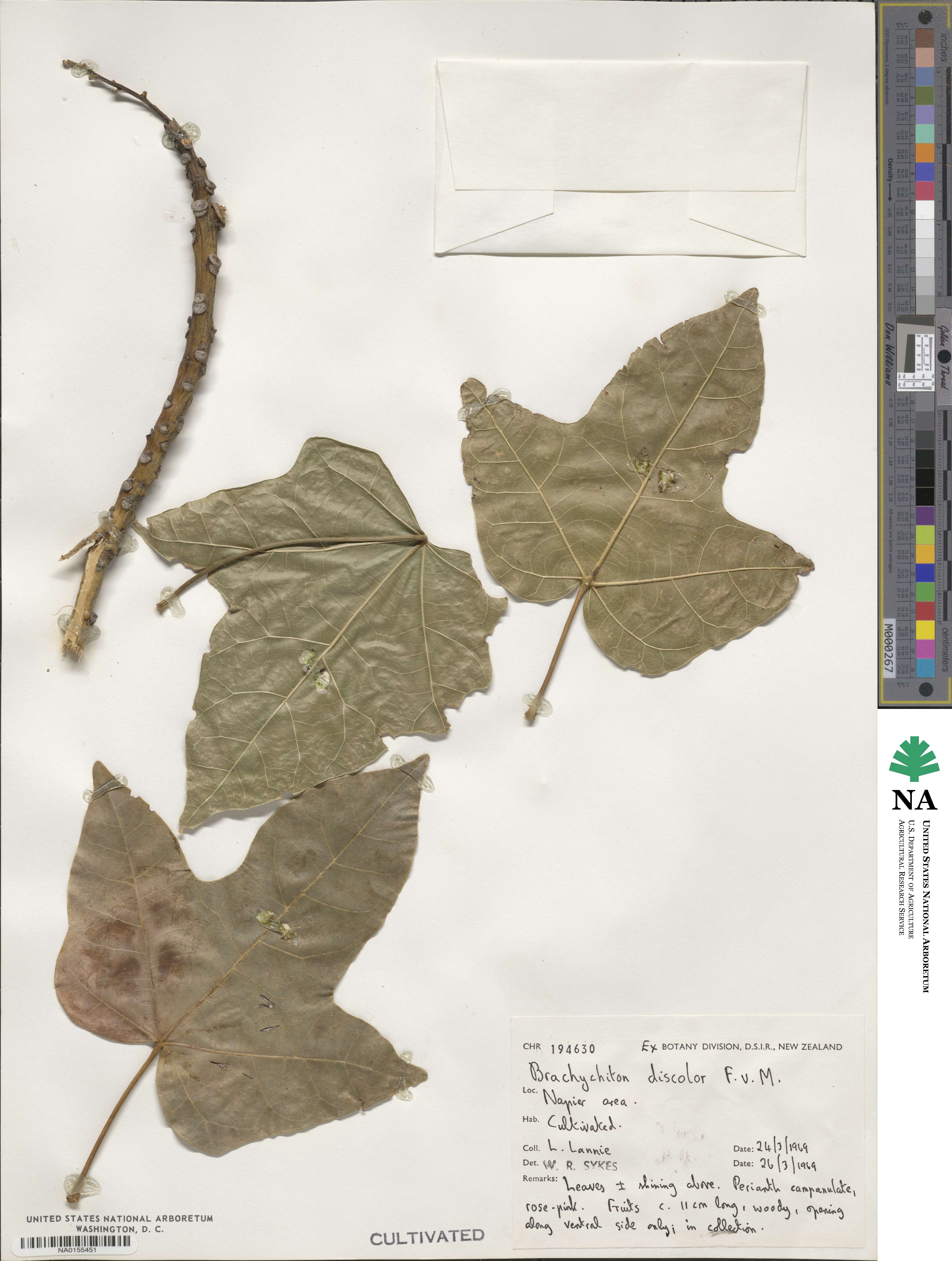Brachychiton discolor image