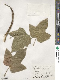 Brachychiton discolor image