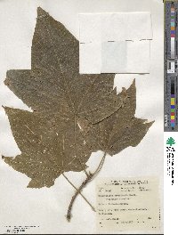 Brachychiton discolor image