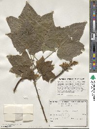 Brachychiton discolor image