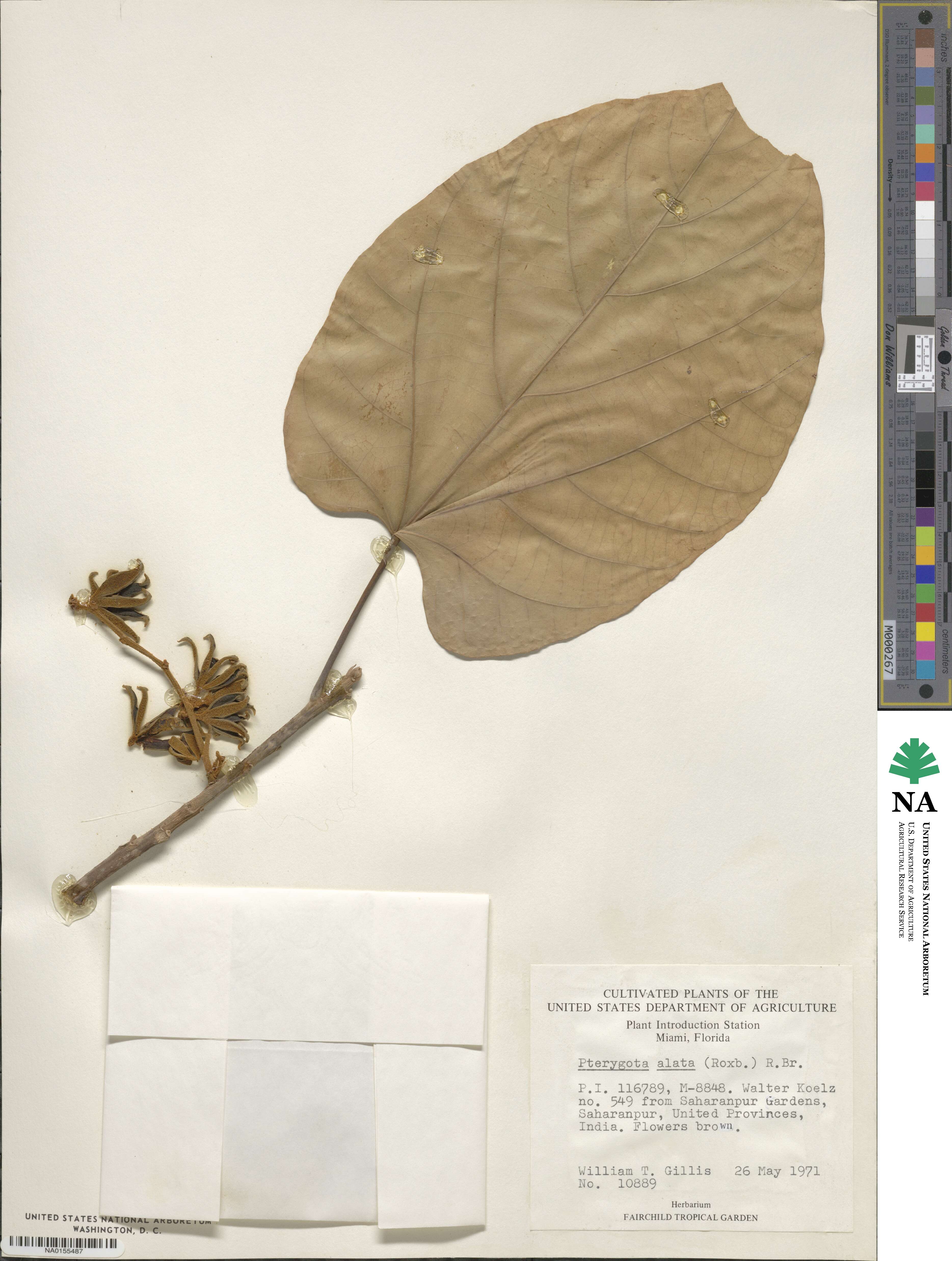 Pterygota alata image