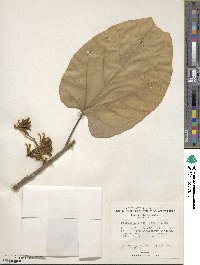 Pterygota alata image