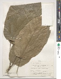 Pterygota alata image