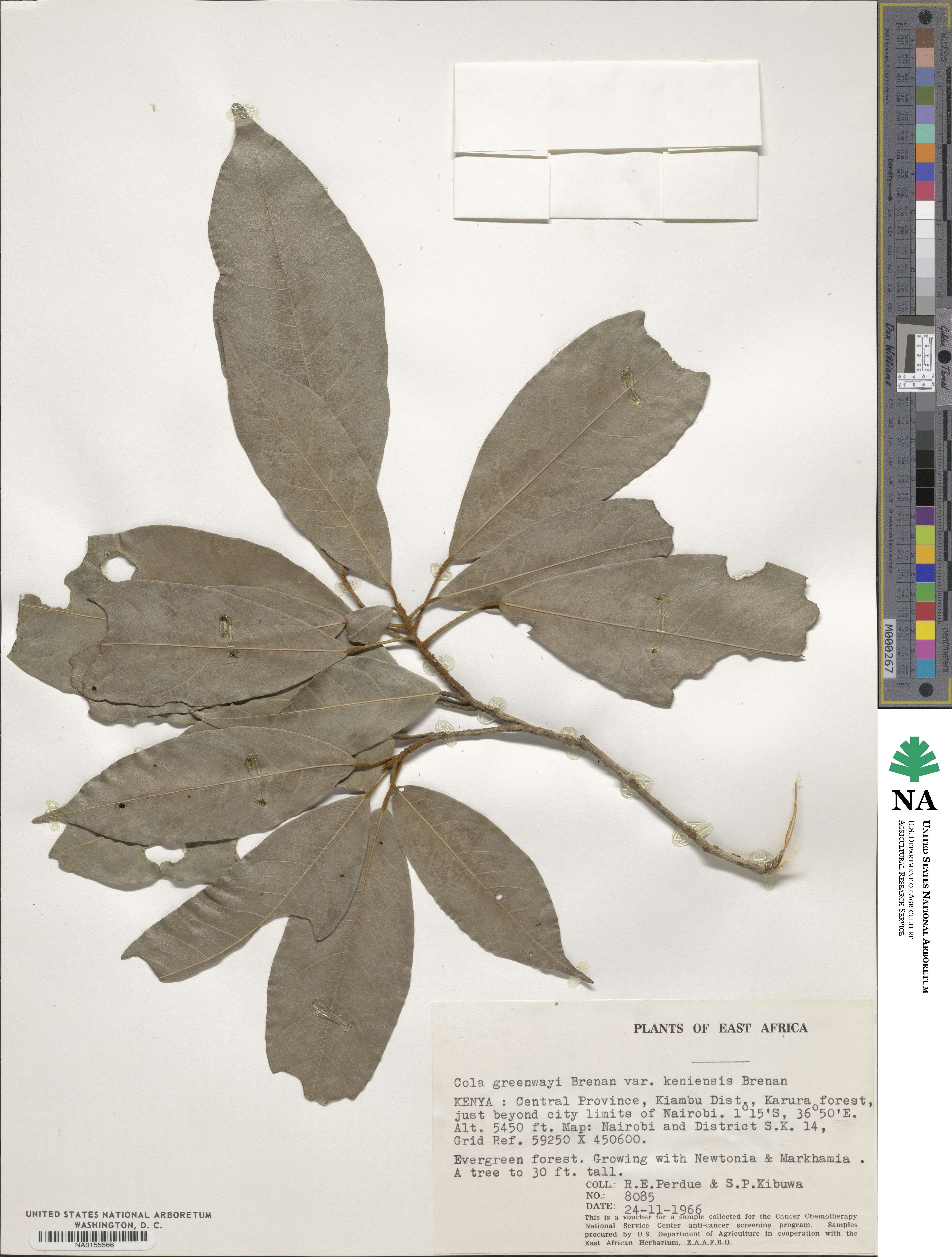 Cola greenwayi var. keniensis image