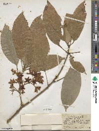 Cola acuminata image