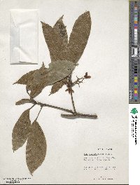 Cola acuminata image