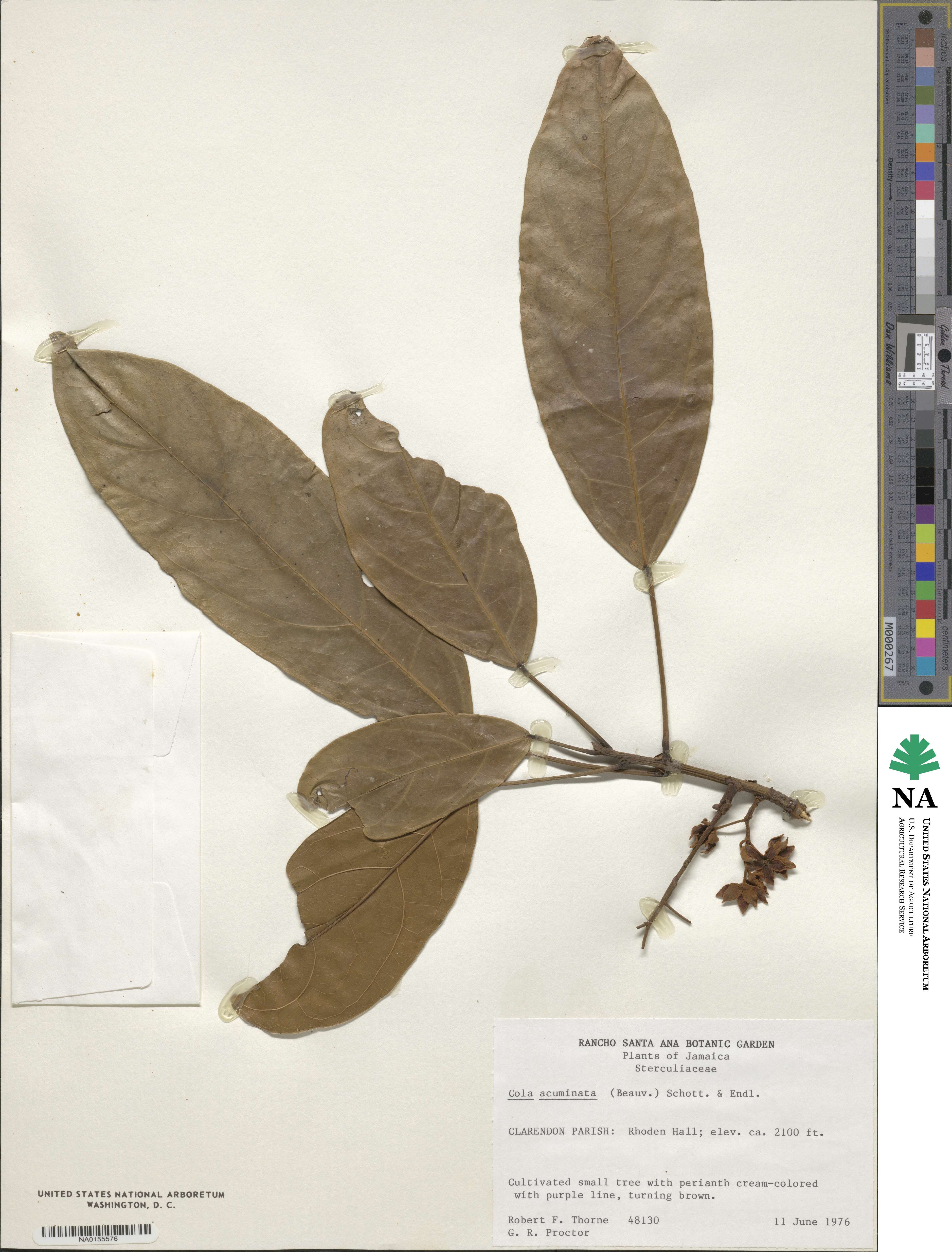 Cola acuminata image