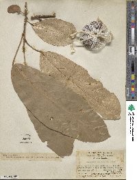 Heritiera macrophylla image