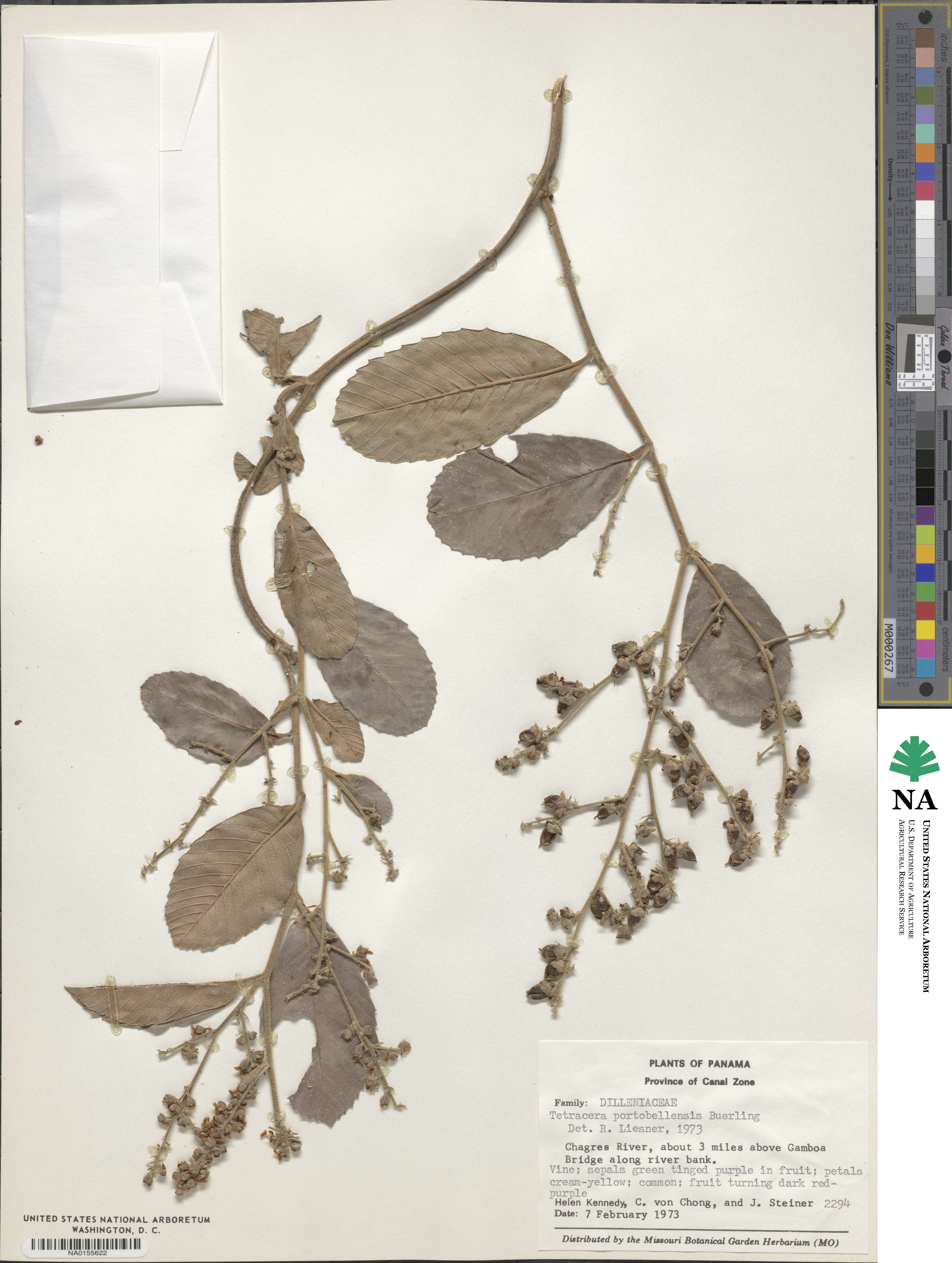 Tetracera portobellensis image