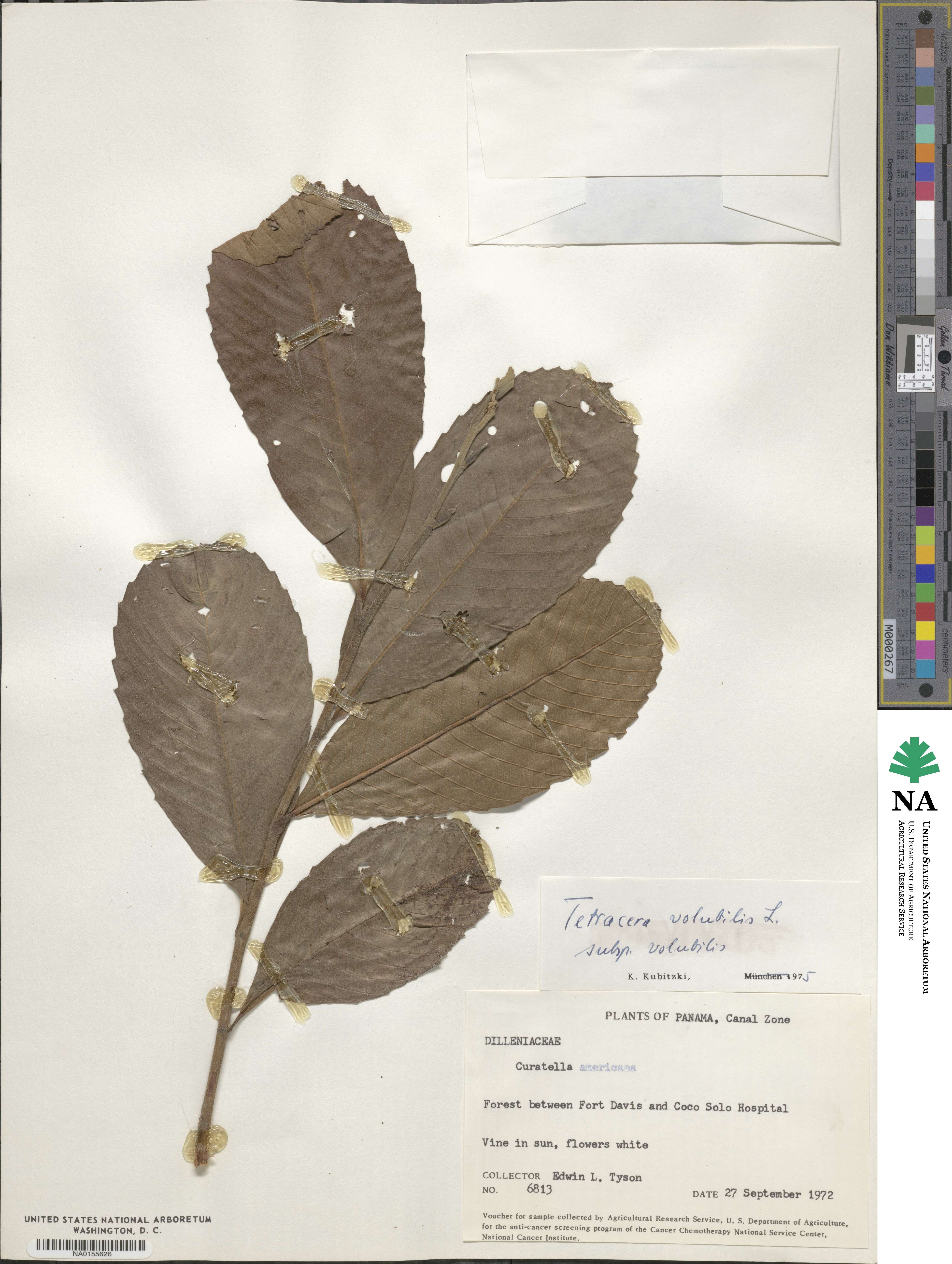 Tetracera volubilis image