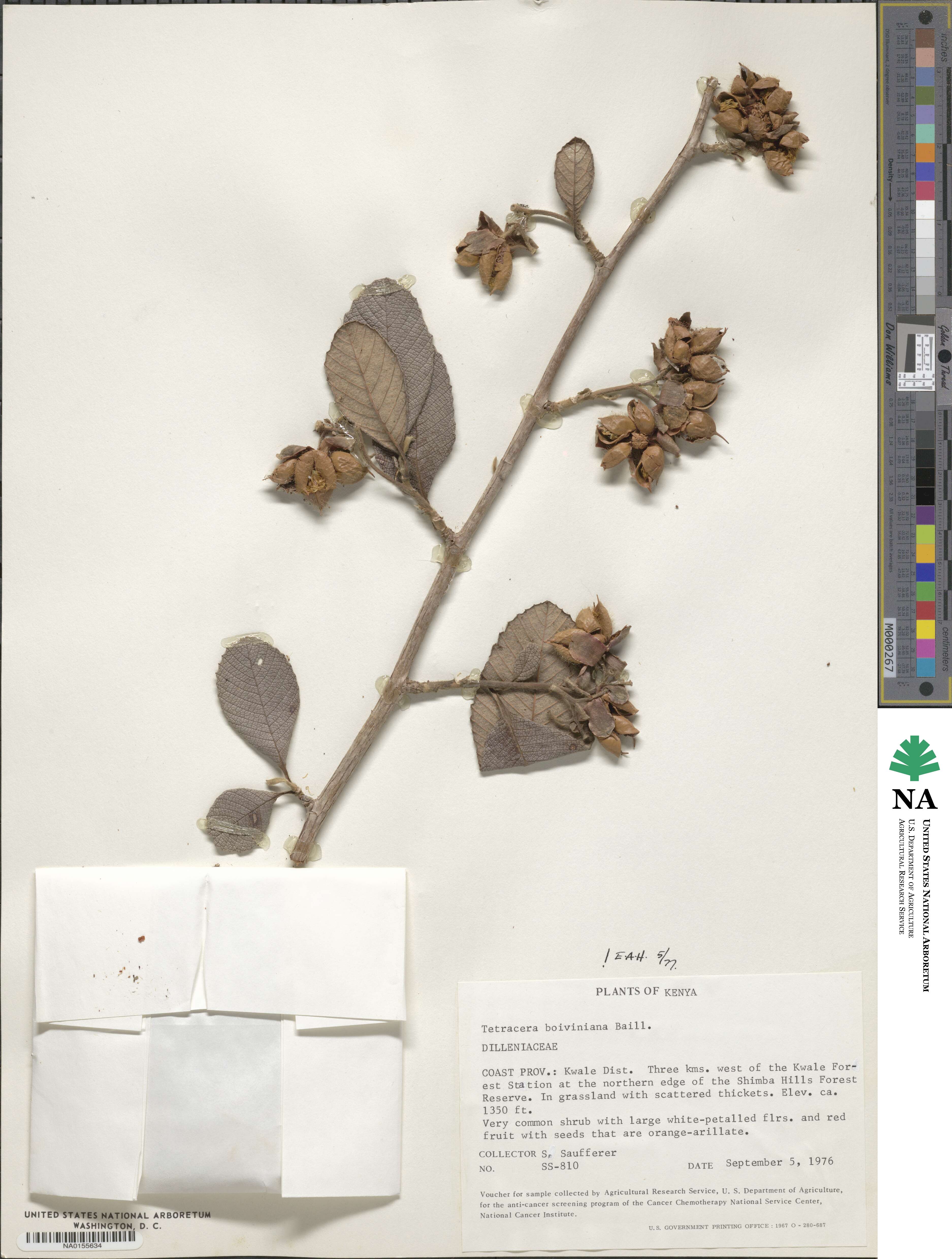 Tetracera boiviniana image