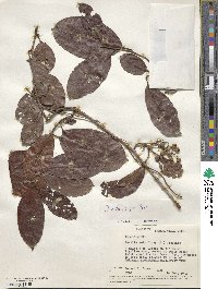 Image of Davilla rugosa