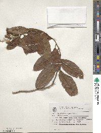 Davilla rugosa image