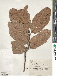 Curatella americana image