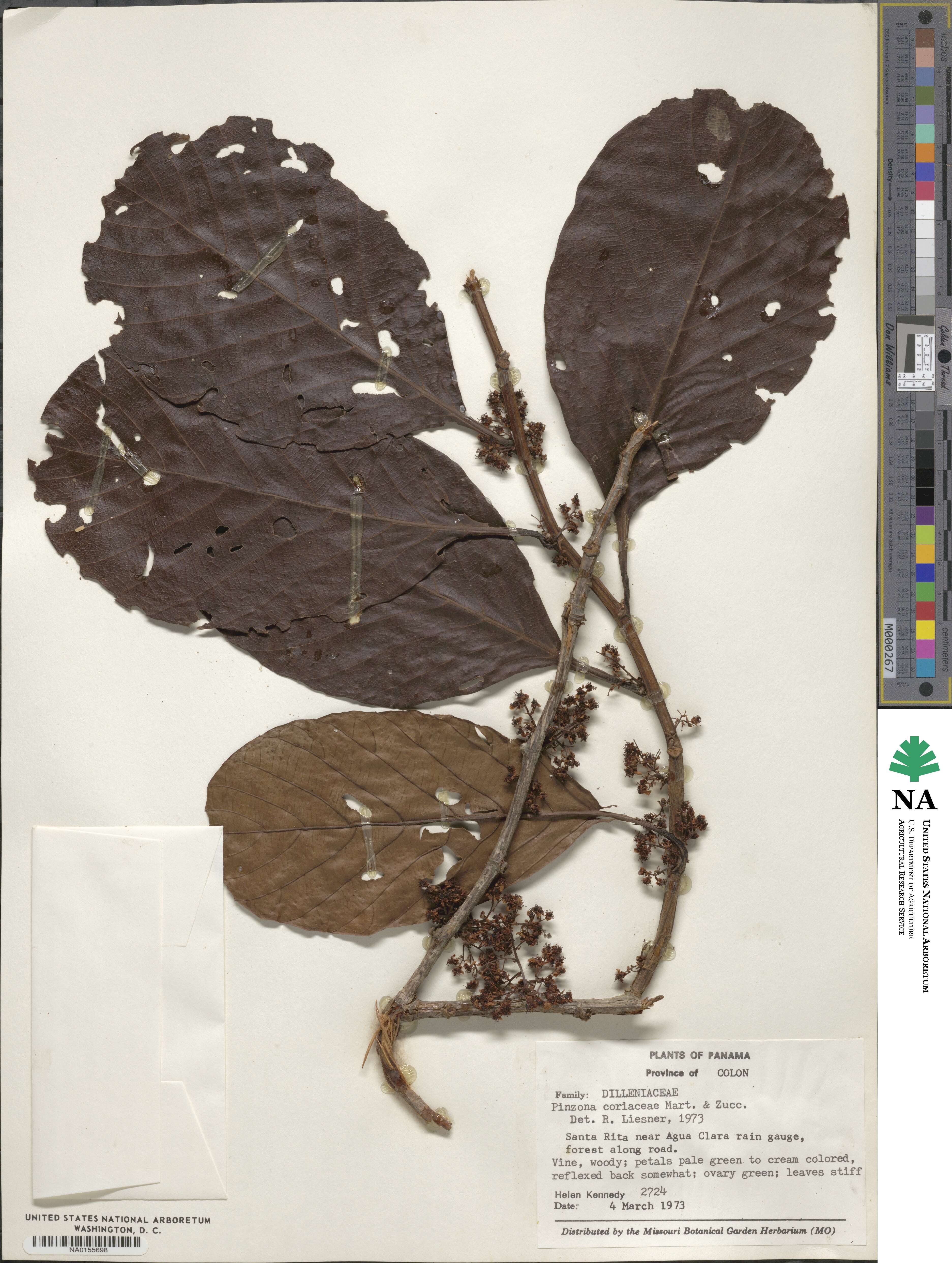Pinzona coriacea image