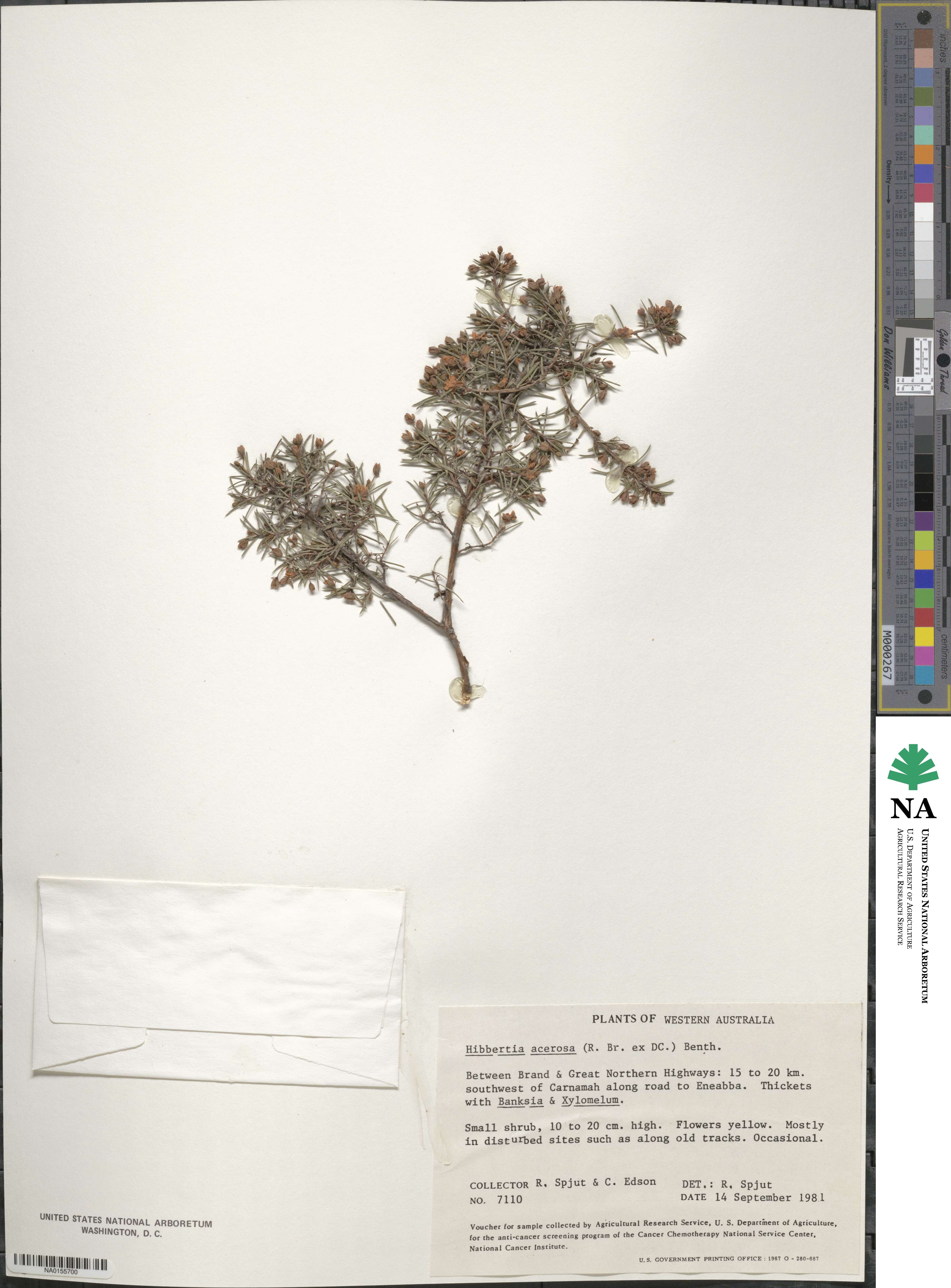 Hibbertia acerosa image