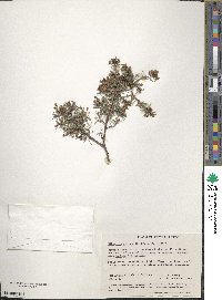 Image of Hibbertia acerosa