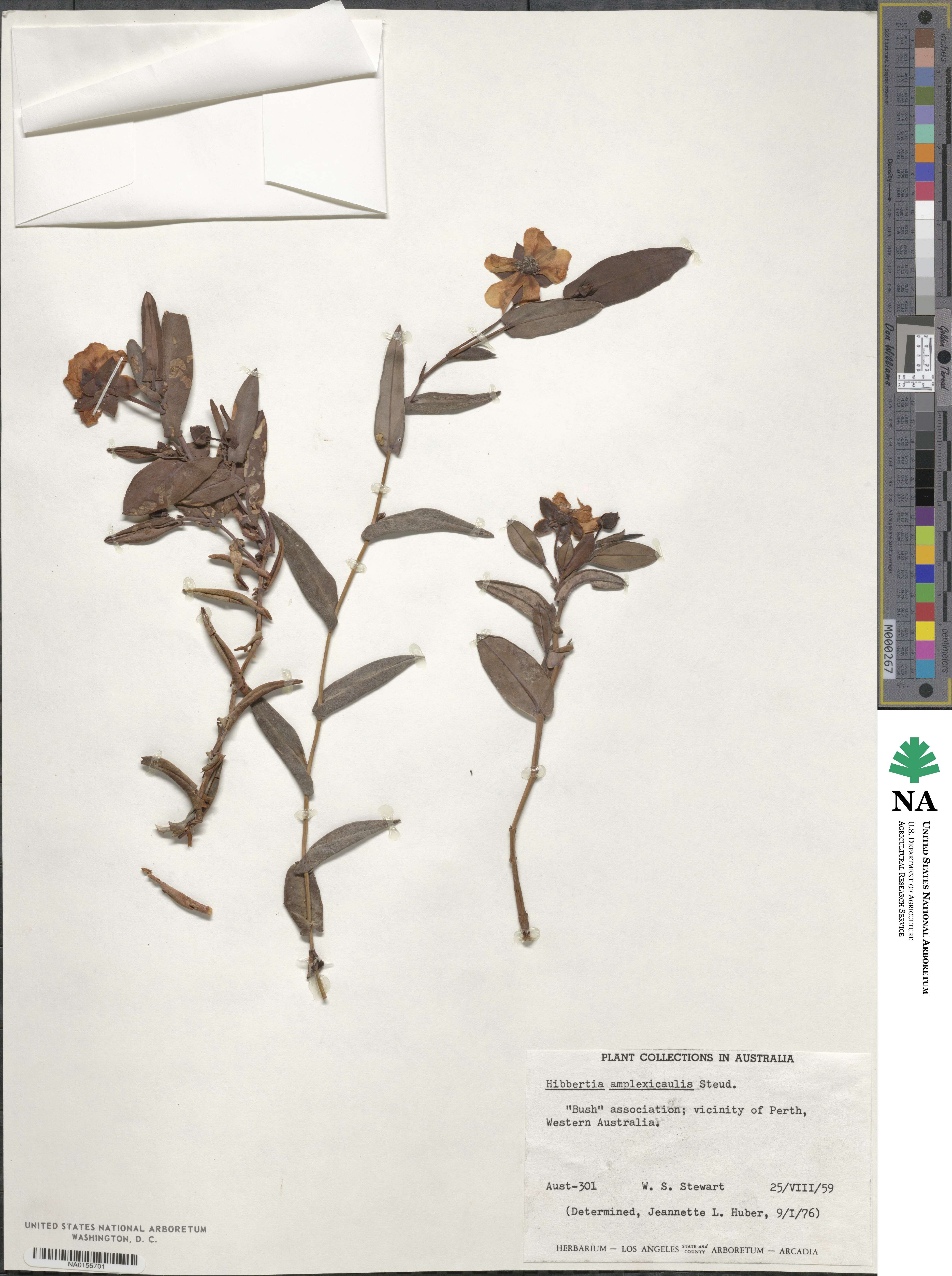 Hibbertia amplexicaulis image