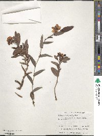 Image of Hibbertia amplexicaulis