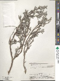 Image of Hibbertia argentea