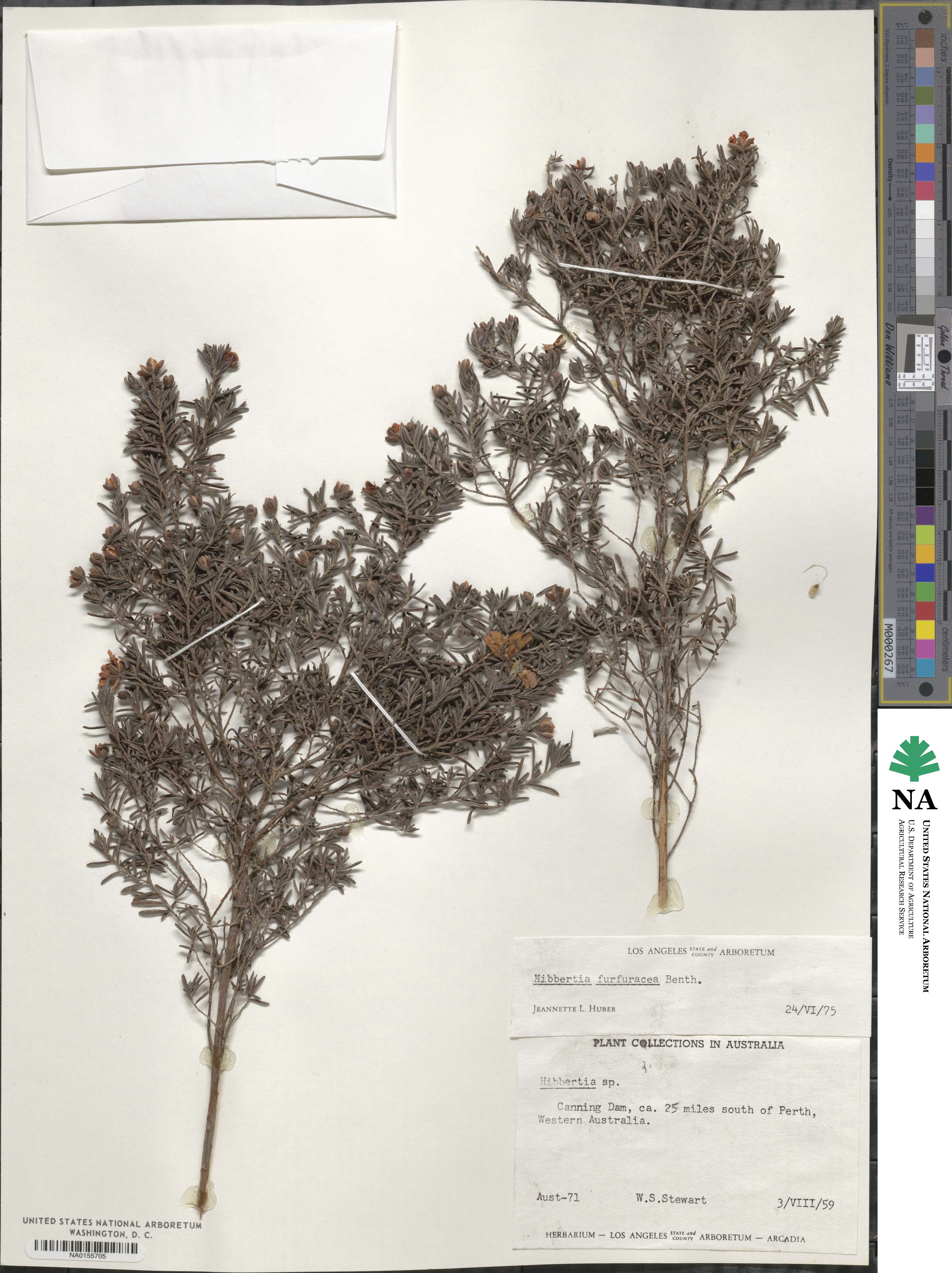 Hibbertia furfuracea image