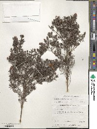 Image of Hibbertia furfuracea